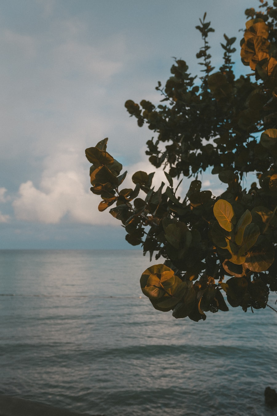 Negril Sands Collection in Negril